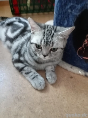 BKH kitten mit Stambaum 