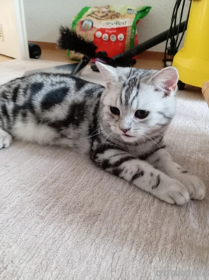 BKH Kater mit Stambaum reinrassige.