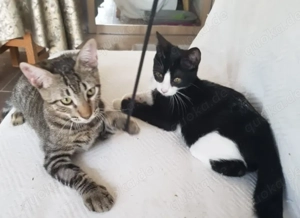 NANDO+ KUGA- verschmust, freundlich, verspielt