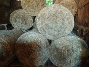 Rundballen wiesenheu 