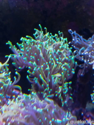 Eyphyllia golden torch Meerwasser Koralle 