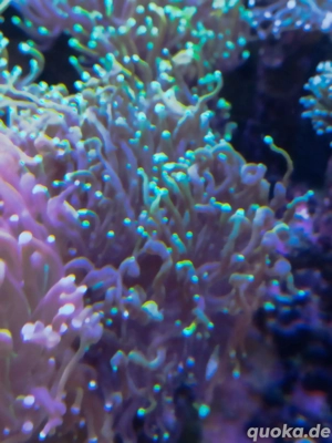 euphyllia glabrecens Meerwasser Korallen 