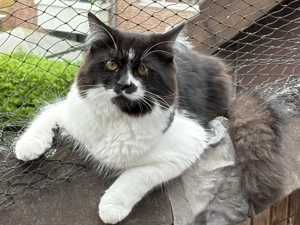 Deckkater BKH-Main-Coon  Bild 2