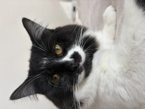 Deckkater BKH-Main-Coon  Bild 4