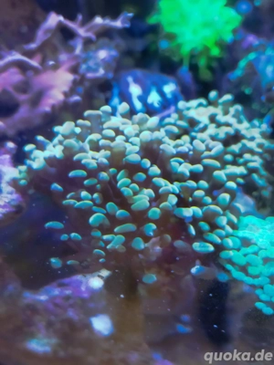 euphyllia baliensis golden Nugget Meerwasser koralle 