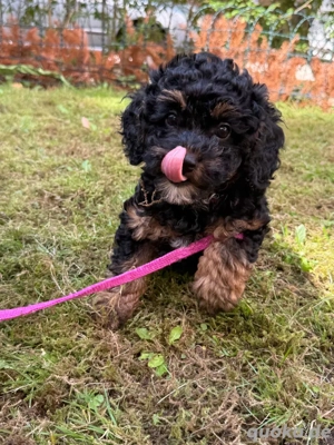    Rocky Reinrassiger (größerer) Toypudel sucht noch sein Zuhause   