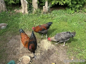 schöne Hähne zu verkaufen