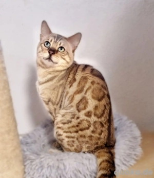 Bengal Deckkater Snow Mink mit Stammbaum und Untersuchungen Xxxl Rosetten Bild 2