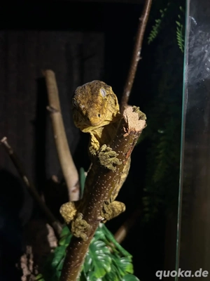 Verschiedene Arten neukaledonischer Geckos