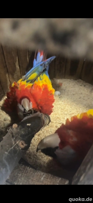 Hellrote Aras Abzugeben 