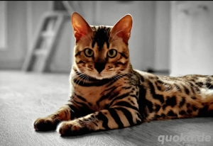 Deckkater   Bengalkater