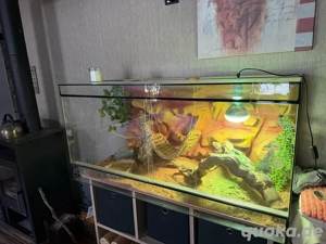 Gebe meine Bartagame schweren Herzens ab 