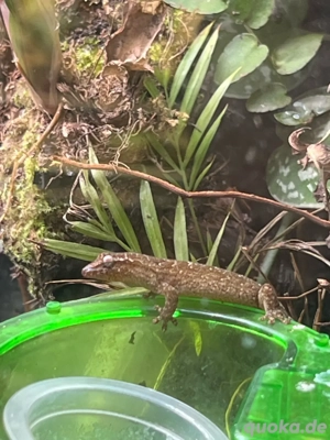 Jungferngeckos, futterfest, aktiv & robust