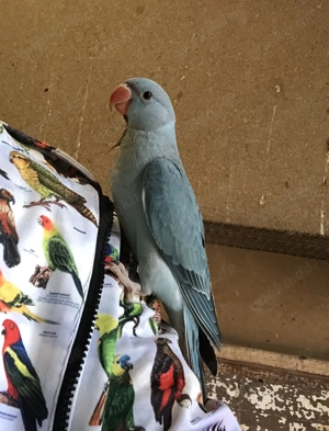 junge Halsbandsittich-HÄHNE