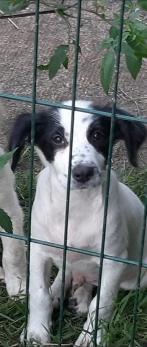 Cosmo - hübscher kleiner Kerl sucht ihre Menschen