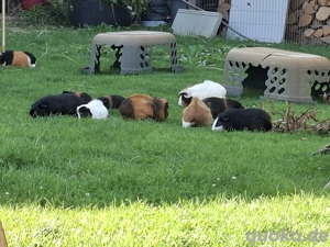 Meerschweinchen sollten nie alleine sein