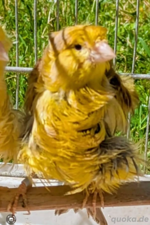 Frise Kanarienvögel 