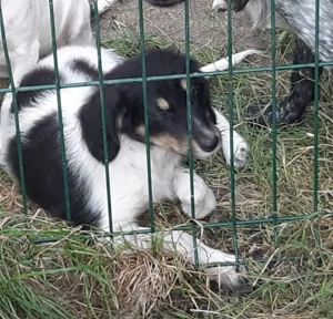 Luna -  kleine, treue Seele sucht Für-Immer-Plätzchen 