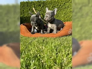 Französische Bulldogge Welpen!!