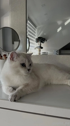 Britisch Kurzhaar Kater (1 Jahr, kastriert & geimpft) in liebevolle Hände abzugeben