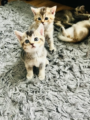 Kätzchen zu verkaufen