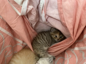 Kitten suchen ein Zuhause 