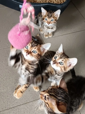 COCOs Babys sind da (Reservierungen möglich)