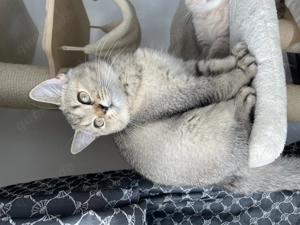 Britisch Kurzhaar Kätzchen mit exzellenten Stammbaum  Bild 5