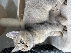 Britisch Kurzhaar Kätzchen mit exzellenten Stammbaum  Bild 10