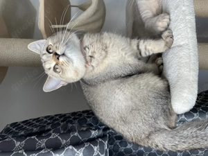 Britisch Kurzhaar Kätzchen mit exzellenten Stammbaum  Bild 8