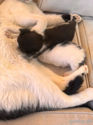 Süße Katzenbabys abzugeben ab Ende Oktoper