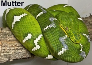 Corallus Caninus Guyana 5.2 ENZ2023 abzugeben