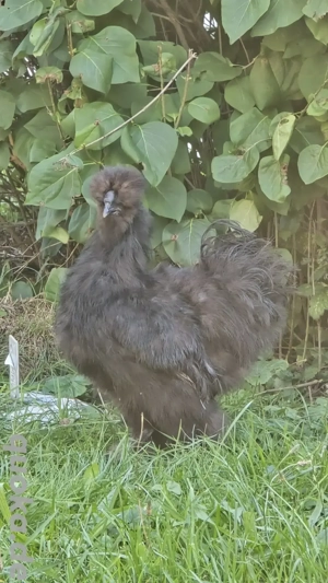 Seidenhühner Hähne