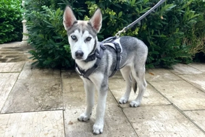 Bon - 4 Monate - Husky - Tierhilfe Franken e.V Bild 2