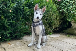 Bon - 4 Monate - Husky - Tierhilfe Franken e.V Bild 3