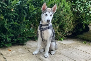 Bon - 4 Monate - Husky - Tierhilfe Franken e.V Bild 10