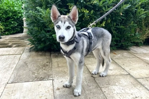 Bon - 4 Monate - Husky - Tierhilfe Franken e.V Bild 8