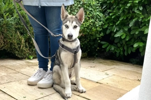 Bon - 4 Monate - Husky - Tierhilfe Franken e.V Bild 7