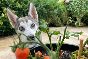 Bon - 4 Monate - Husky - Tierhilfe Franken e.V Bild 6