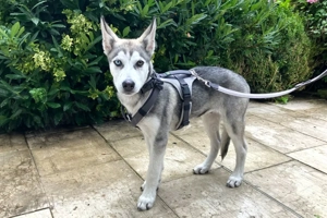 Bon - 4 Monate - Husky - Tierhilfe Franken e.V Bild 9