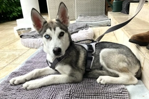 Bon - 4 Monate - Husky - Tierhilfe Franken e.V Bild 5