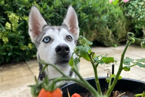 Bon - 4 Monate - Husky - Tierhilfe Franken e.V Bild 4