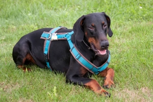 Tulio, 2 Jahre - Dobermann - Tierhilfe Franken e.V.