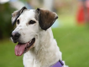 Felicia sucht ihr Zuhause