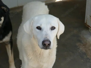 Birbante sucht sein Zuhause (noch auf Sardinien)