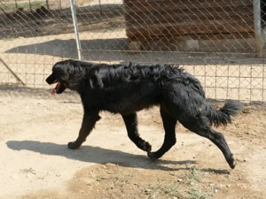 Alen sucht sein Zuhause (noch auf Sardinien) Bild 5