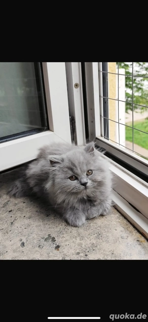 Bkh und Blh Kitten abzugeben 