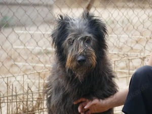 Carioca sucht ihr Zuhause (noch auf Sardinien)