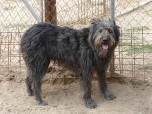 Carioca sucht ihr Zuhause (noch auf Sardinien) Bild 3