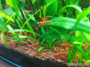 Christel Red Zwerggarnelen 